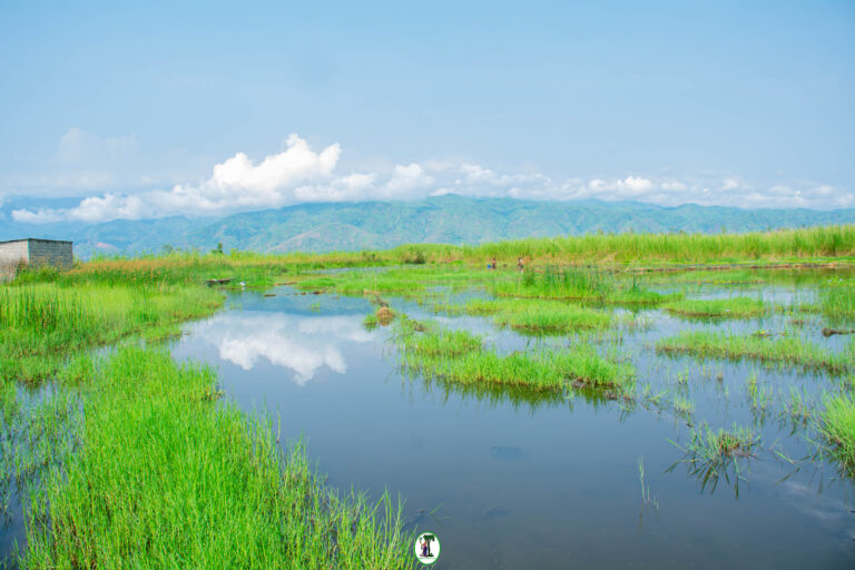 Project Youth Led Mangroves And Inland Wetlands Restoration For