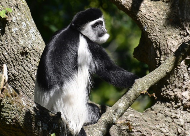 Projet de Préservation partielle de l’espèce Animale en Danger (le singe) dans les hauts plateaux de KALEHE environnant le parc national de Kahuzi-Biega au Sud-Kivu en RD CONGO.
