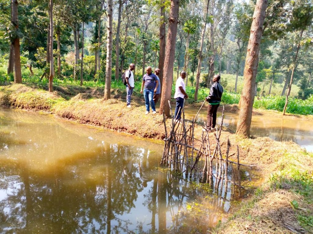 Une équipe de Louvain coopération/Sud-Kivu visite le site de multiplication des alevins de la race améliorée Tilapia du Nil à Kalehe et exécuté par Mkaaji Mpya asbl